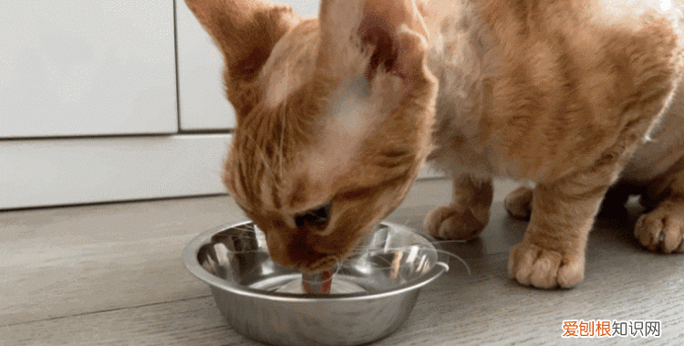 蒸烤箱能代替空气炸锅吗,有蒸烤箱有必要再买空气炸锅吗