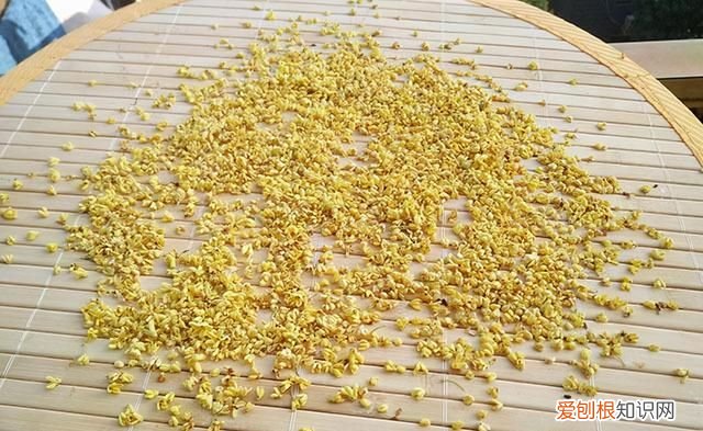 桂花怎样做成桂花干不变色不发黑 干桂花如何保存又不失香味