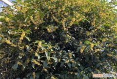 桂花怎样做成桂花干不变色不发黑 干桂花如何保存又不失香味