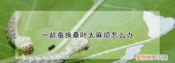 一龄蚕怎么换桑叶，1龄蚕多久换一次桑叶