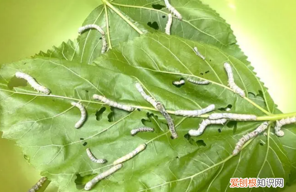 一龄蚕怎么换桑叶，1龄蚕多久换一次桑叶