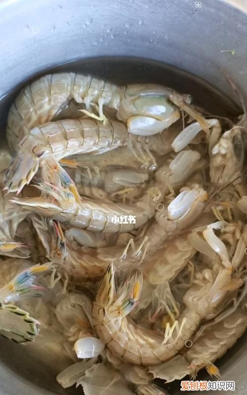 皮皮虾冷水蒸还是热水，琵琶虾用凉水蒸还是热水蒸