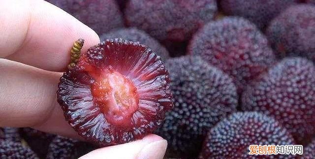 杨梅不洗直接吃会不会肚子里有虫 杨梅怎么保存时间长没有冰箱