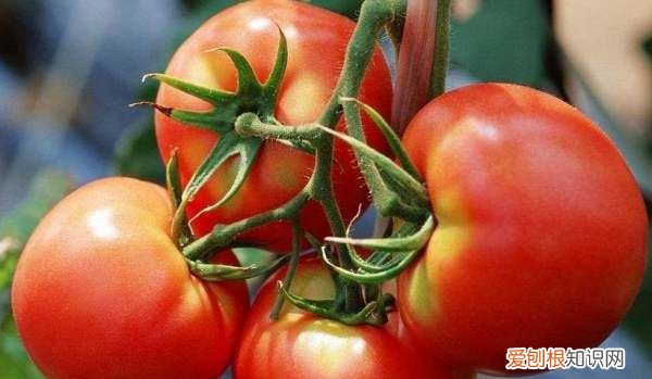 西红柿很硬是怎么回事,现在的番茄硬邦邦的不好吃了