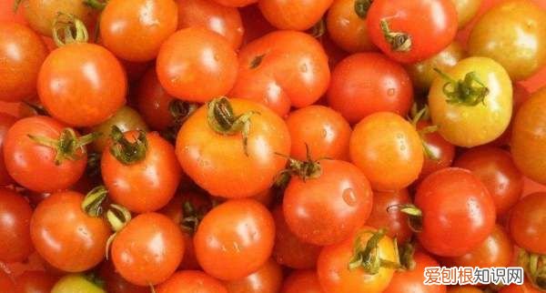 西红柿很硬是怎么回事,现在的番茄硬邦邦的不好吃了