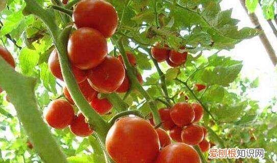 西红柿很硬是怎么回事,现在的番茄硬邦邦的不好吃了