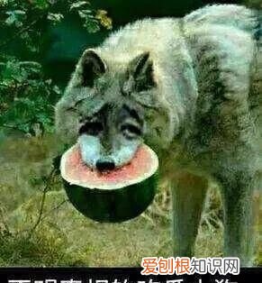 海底捞服务员能学到东西吗