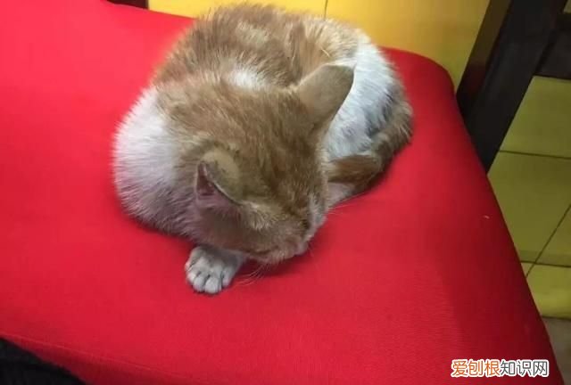 海底捞服务员能学到东西吗