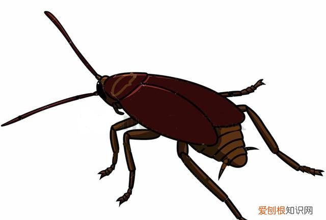 一只被摘掉头的蟑螂可以存活9天