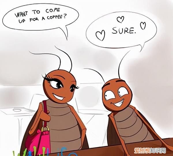 一只被摘掉头的蟑螂可以存活9天