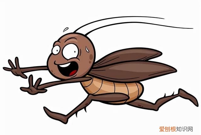 一只被摘掉头的蟑螂可以存活9天