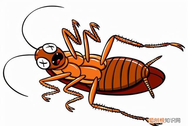 一只被摘掉头的蟑螂可以存活9天