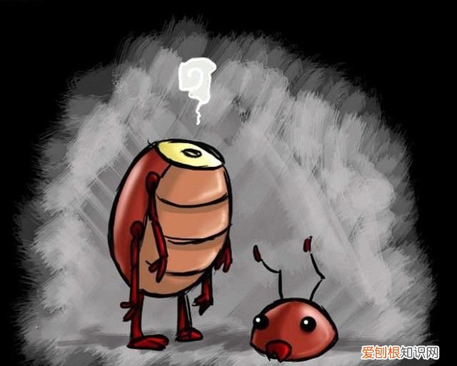 一只被摘掉头的蟑螂可以存活9天