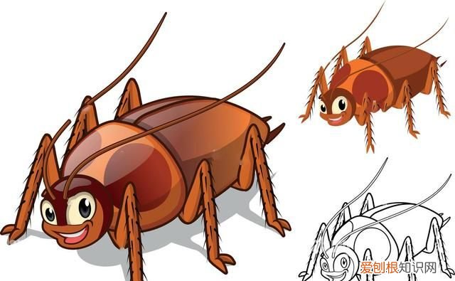 一只被摘掉头的蟑螂可以存活9天
