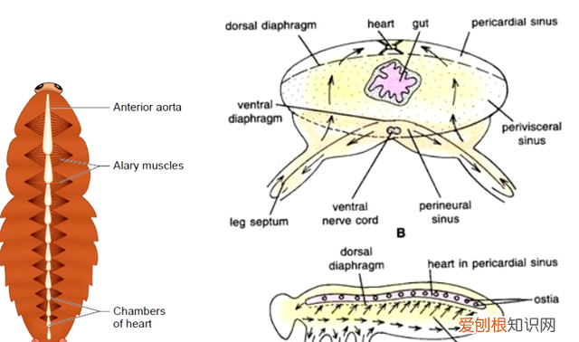 一只被摘掉头的蟑螂可以存活9天