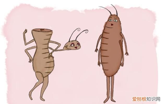 一只被摘掉头的蟑螂可以存活9天
