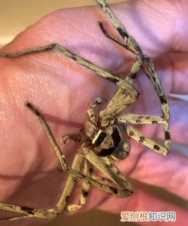 白额高脚蛛会自己离开吗