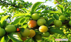青李子几月份可以吃，北方人没见过青李子?