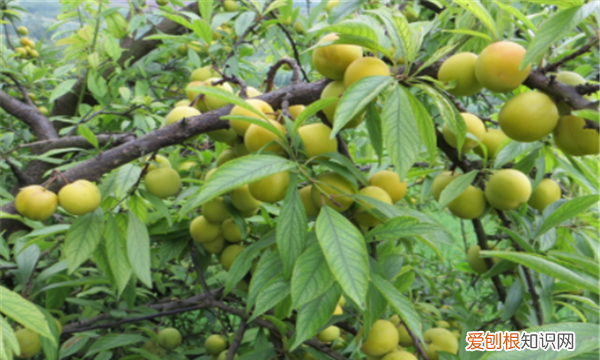 青李子几月份可以吃,北方人没见过青李子?