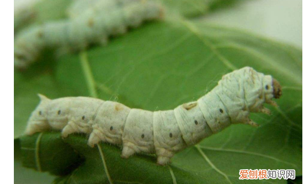 蚕怎么画,蚕的画法