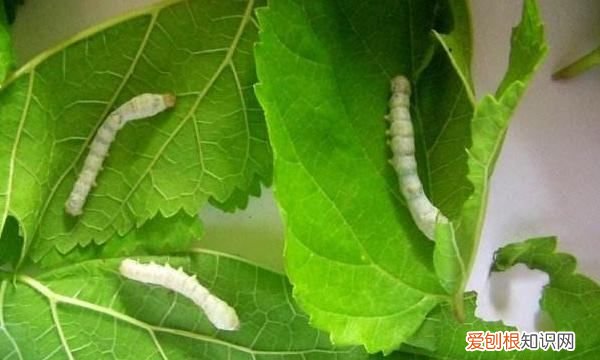 蚕怎么画,蚕的画法