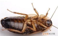 蟑螂有毒吗?，蟑螂走过的路有毒