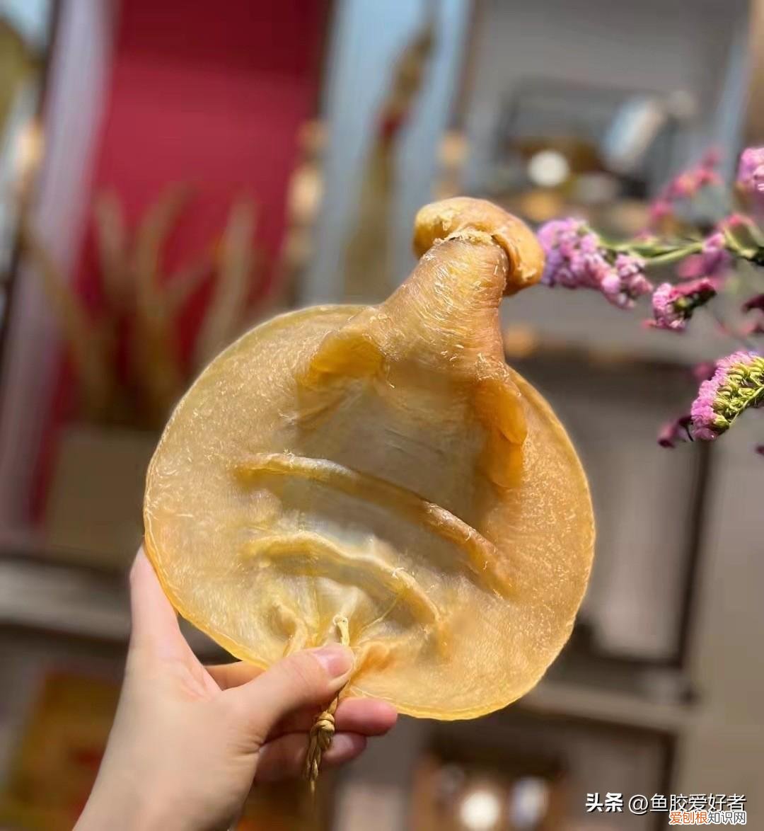 孕妇能吃鱼胶吗?什么时候吃最好