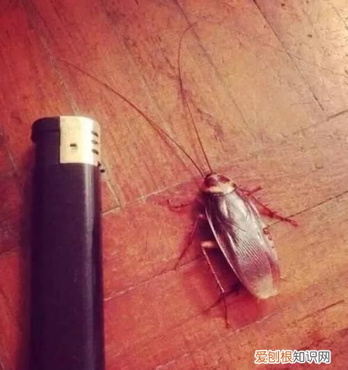 蟑螂有多大,海南的蟑螂有多大图片