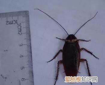 蟑螂有多大,海南的蟑螂有多大图片