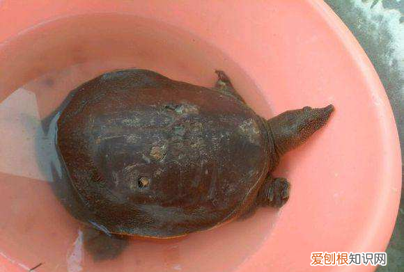 野生甲鱼的钓法,猪肝为饵,跟钓鱼一样简单吗