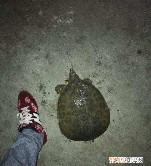 野生甲鱼的钓法,猪肝为饵,跟钓鱼一样简单吗