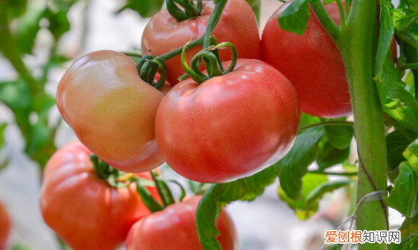 西红柿什么时候浇水,西红柿多久浇一次水