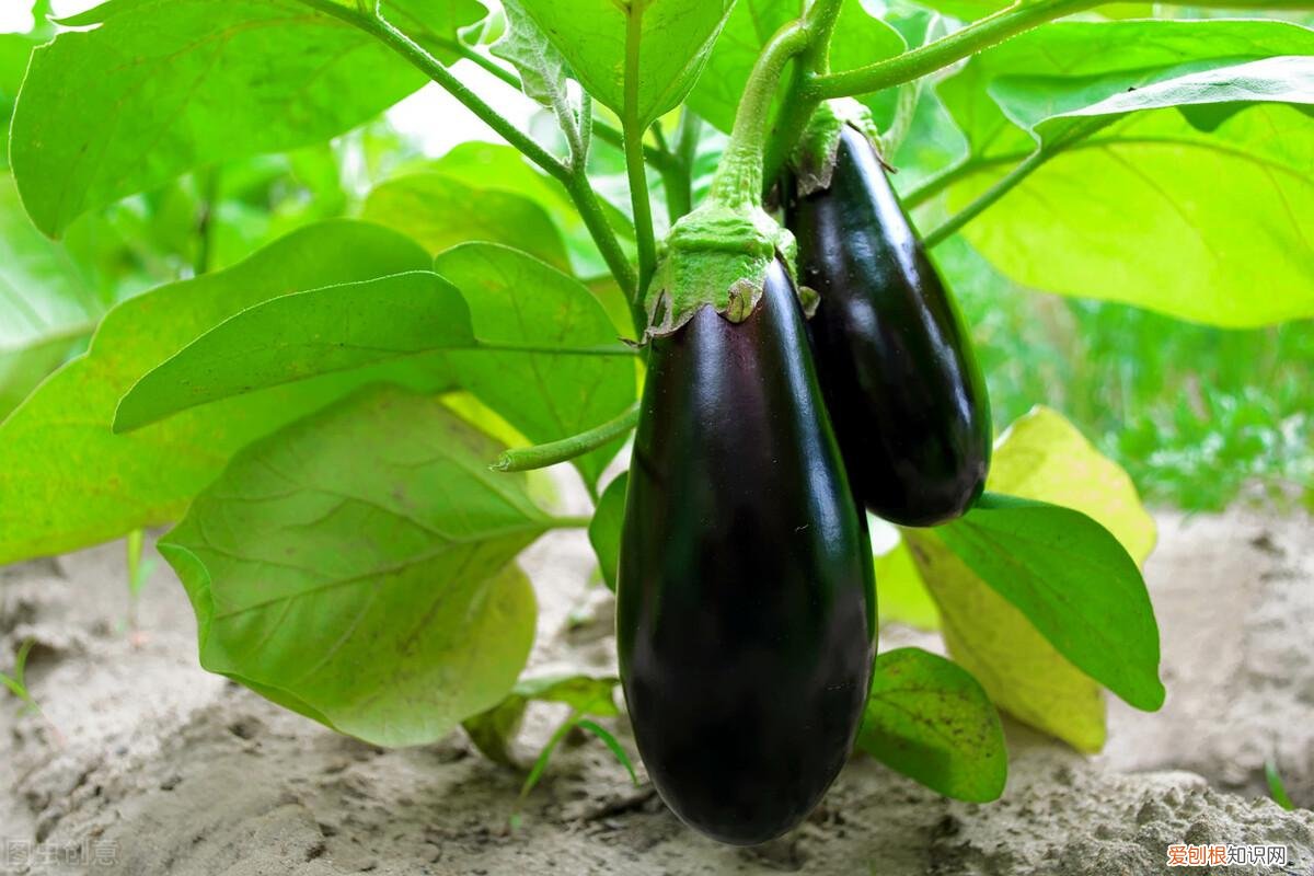 茄子的吃法和做法，