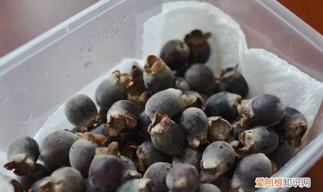 这几种野果,十个武汉人里九个没吃过是什么