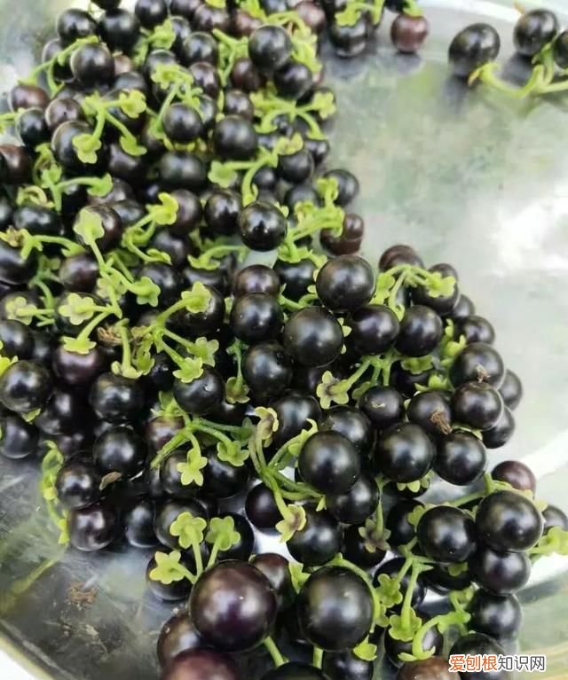 这几种野果,十个武汉人里九个没吃过是什么