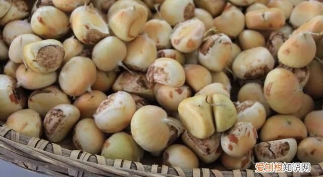 这几种野果,十个武汉人里九个没吃过是什么