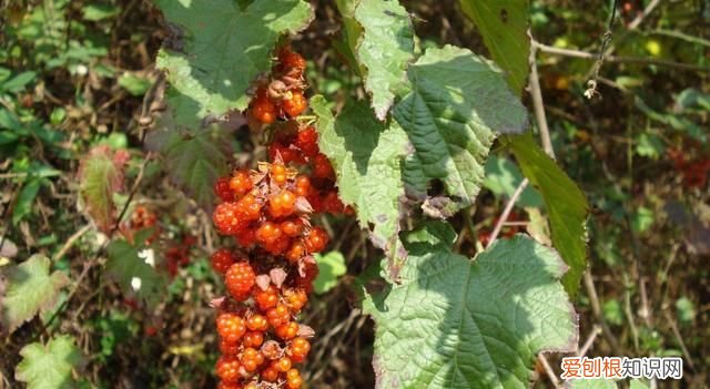 这几种野果,十个武汉人里九个没吃过是什么