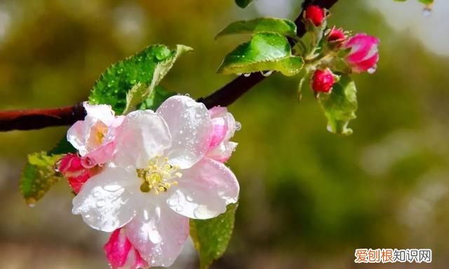 这几种野果,十个武汉人里九个没吃过是什么