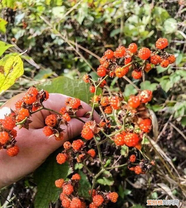 这几种野果,十个武汉人里九个没吃过是什么