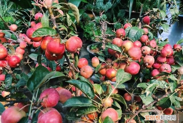 这几种野果,十个武汉人里九个没吃过是什么