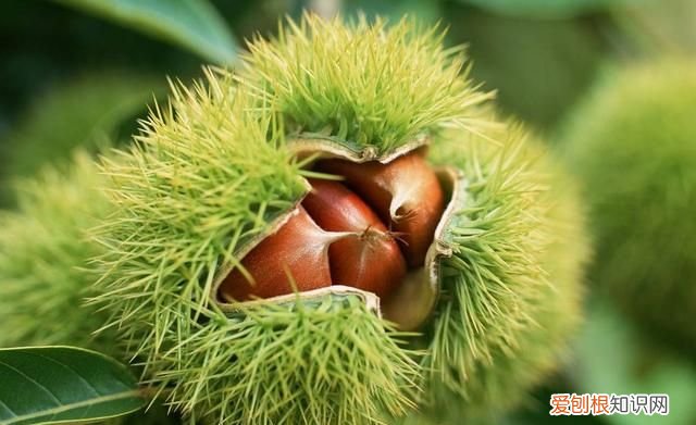 这几种野果,十个武汉人里九个没吃过是什么