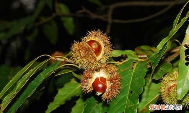 这几种野果,十个武汉人里九个没吃过是什么