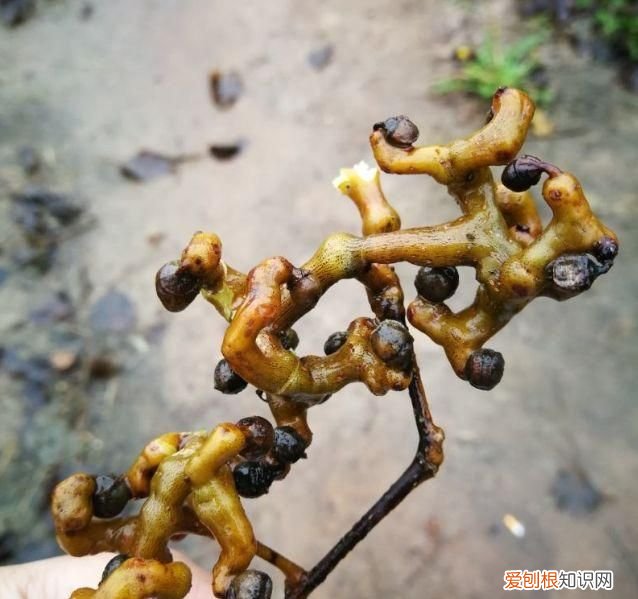 这几种野果,十个武汉人里九个没吃过是什么