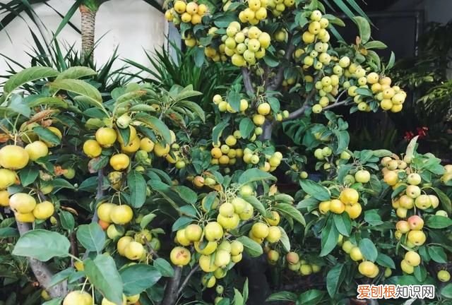 这几种野果,十个武汉人里九个没吃过是什么