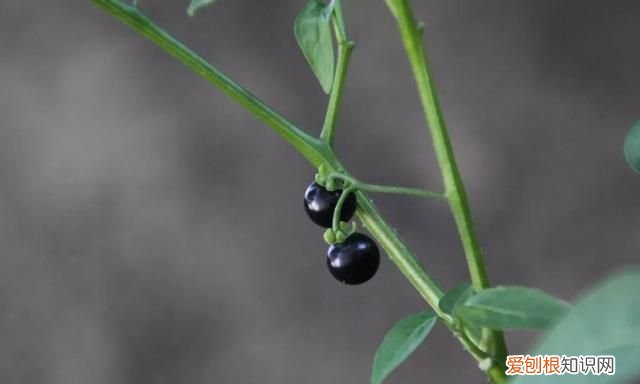 这几种野果,十个武汉人里九个没吃过是什么