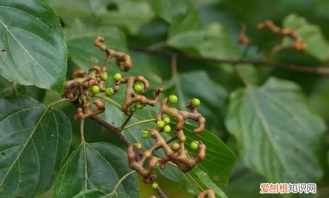 这几种野果,十个武汉人里九个没吃过是什么