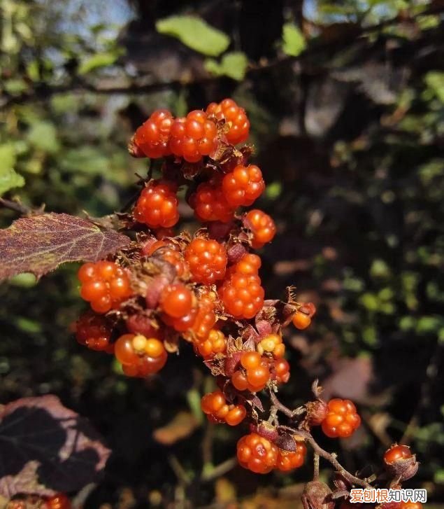 这几种野果,十个武汉人里九个没吃过是什么