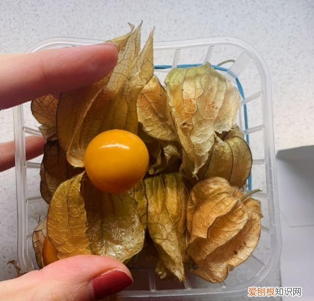 这几种野果,十个武汉人里九个没吃过是什么