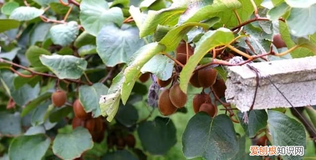 这几种野果,十个武汉人里九个没吃过是什么