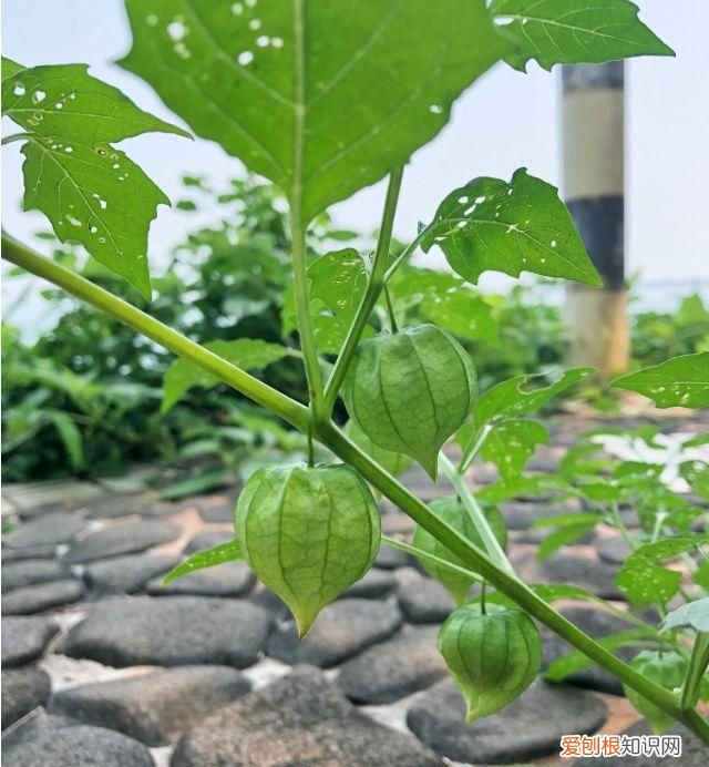 这几种野果,十个武汉人里九个没吃过是什么